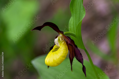 Sabot de Venus (Cypripedium Calceolus), European orchid in the Vercors (France)