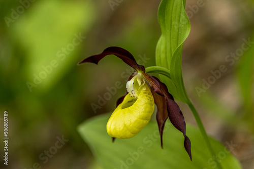 Sabot de Venus (Cypripedium Calceolus), European orchid in the Vercors (France)