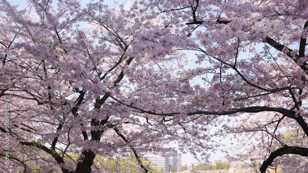 Pink Sakura Trees in Full Bloom at Osaka Castle Park, Spring in Japan 4k Pink Sakura Trees in Full Bloom at Osaka Castle Park, Spring in Japan 4k