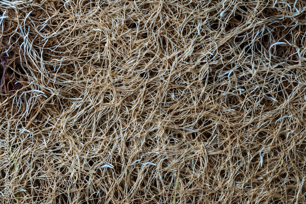 Germinated wheat grass roots as background. White roots of plants sprouted through soil Germinated wheat grass roots as background. White roots of plants sprouted through soil