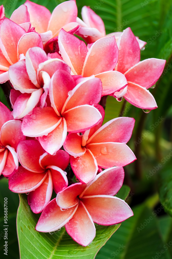 Beautiful colored frangipani flowers and water droplets. Beautiful colored frangipani flowers and water droplets.
