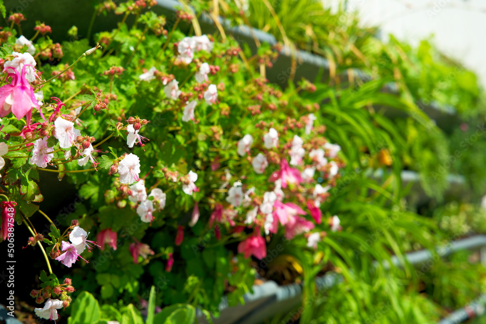 Living wall with green plants in a vertical wall garden in spring. Urban greening for climate adaptation. Geveltuin, groene gevel. Vertical gardening for stimulating biodiversity. Green facade. Living wall with green plants in a vertical wall garden in spring. Urban greening for climate adaptation. Geveltuin, groene gevel. Vertical gardening for stimulating biodiversity. Green facade.