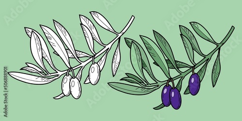 Set of Monochrome and color vector illustration. Olive tree branch with olive berries, line, botanical illustration