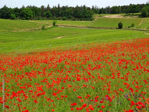 Entre coquelicots et vignes en Bourgogne.