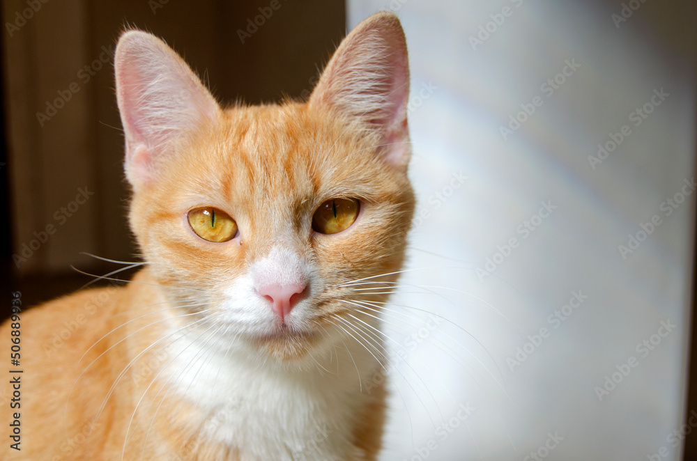 Orange striped cat with yellow eyes, spring sunny day, domestic animal
