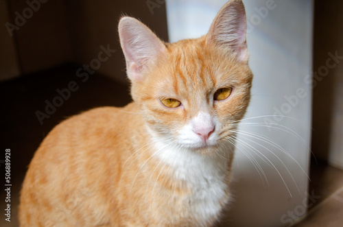 Wallpaper Mural Orange striped cat with yellow eyes, spring sunny day, domestic animal
 Torontodigital.ca