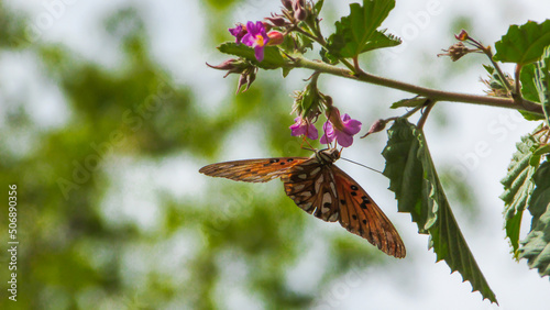 monarch butterfly feeds on wild flower