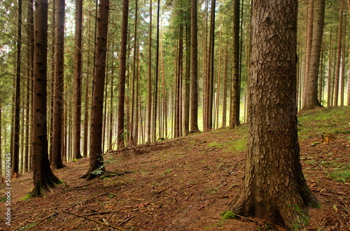 Forest panorama. Beautiful fantasy forest with mystical atmosphere. Fairy tales forest. Slovakia  Liptov nature view.     