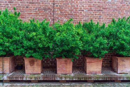 Green leaves of shrubs in raindrops against the background of a vintage red brick wall grow in large ceramic pots outdoors, Italian gardening