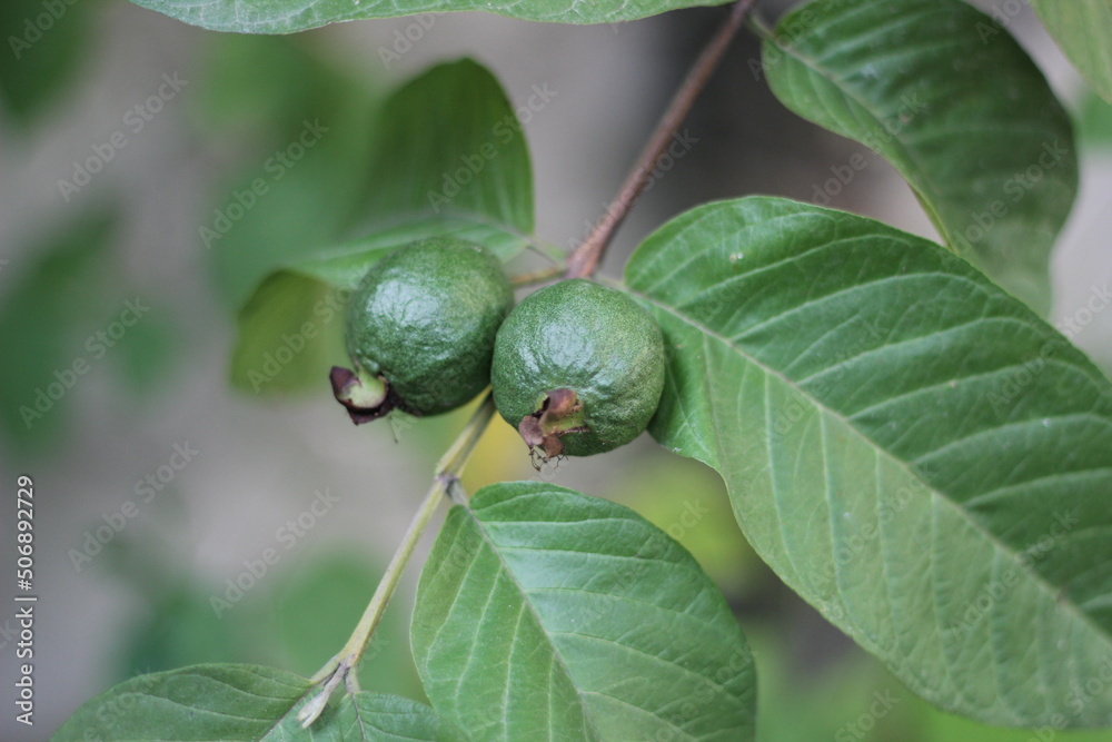 Fresh guava on garden, little guava hanging on tree Fresh guava on garden, little guava hanging on tree