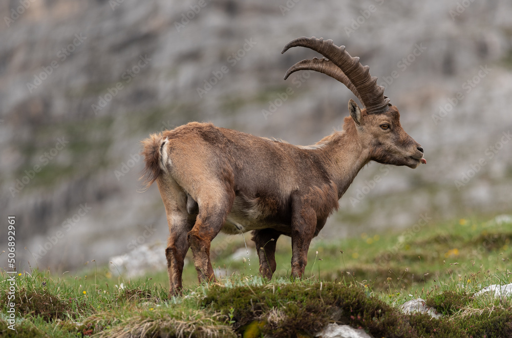 Alpine ibex playing and enjoying the afternoon in the Italian mountains