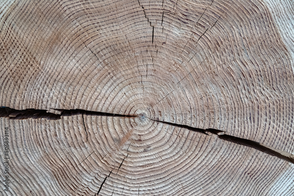 Fototapeta premium Light wood with annual rings after a cross-section through a tree