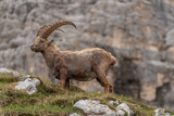 Alpine ibex playing and enjoying the afternoon in the Italian mountains