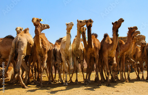 A herd of camels in market of camels Egypt