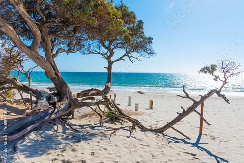 Pine tree by the sea in Maria Pia beach in springtime