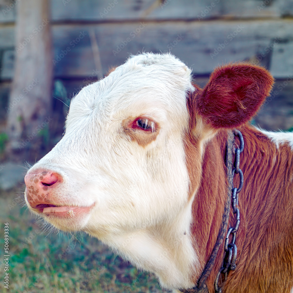 Portrait of a red calf with a white muzzle Portrait of a red calf with a white muzzle