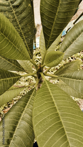 folhas de uma árvore