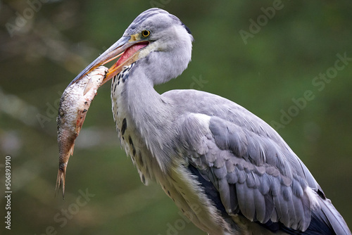 Wildtierpark Lueneburger Heide