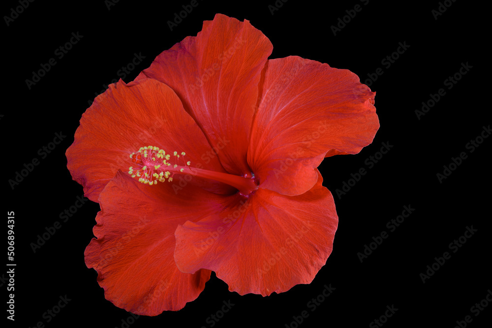 Fototapeta premium Close-up of red hibiscus flower on black background