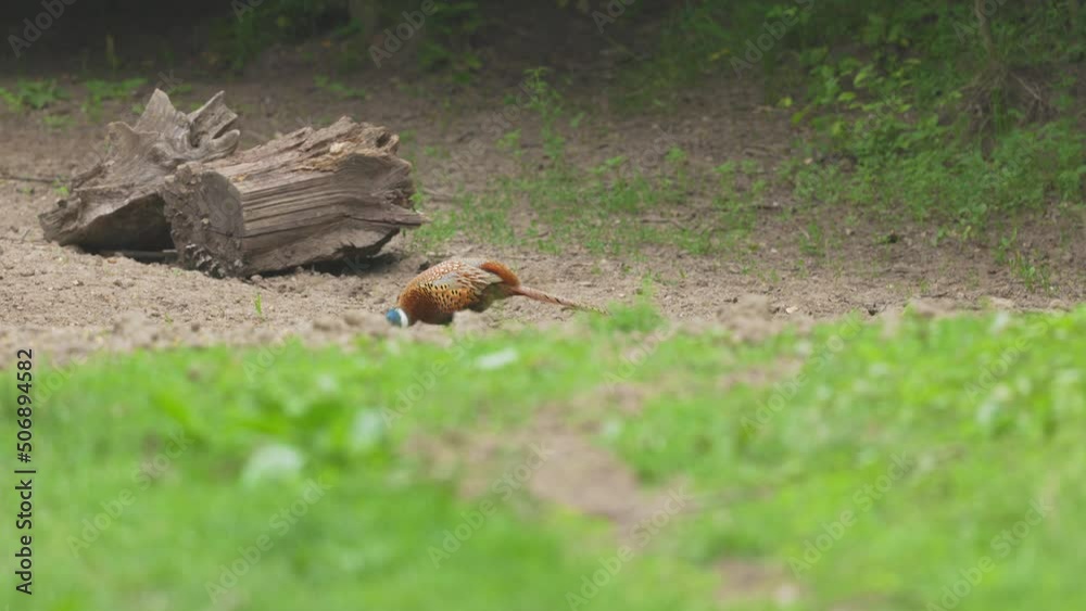 male pheasant looking for food at the edge of the forest male pheasant looking for food at the edge of the forest