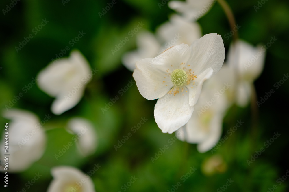 Close up of white windflower, Anemone 'Wild Swan'. Bright yellow centre with pale pink tinged petals. Focus on foreground bloom. Blurred background. Close up of white windflower, Anemone 'Wild Swan'. Bright yellow centre with pale pink tinged petals. Focus on foreground bloom. Blurred background.