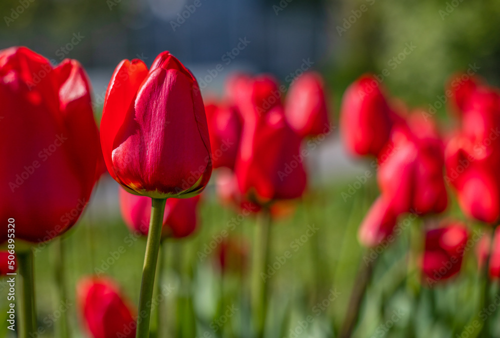 close-up of blooming red tulips. tulip flowers with deep red petals. forming flower arrangement background close-up of blooming red tulips. tulip flowers with deep red petals. forming flower arrangement background