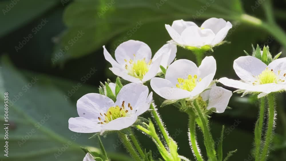 A bunch of white strawberry flowers in bloom on a bush in the garden. A bunch of white strawberry flowers in bloom on a bush in the garden.