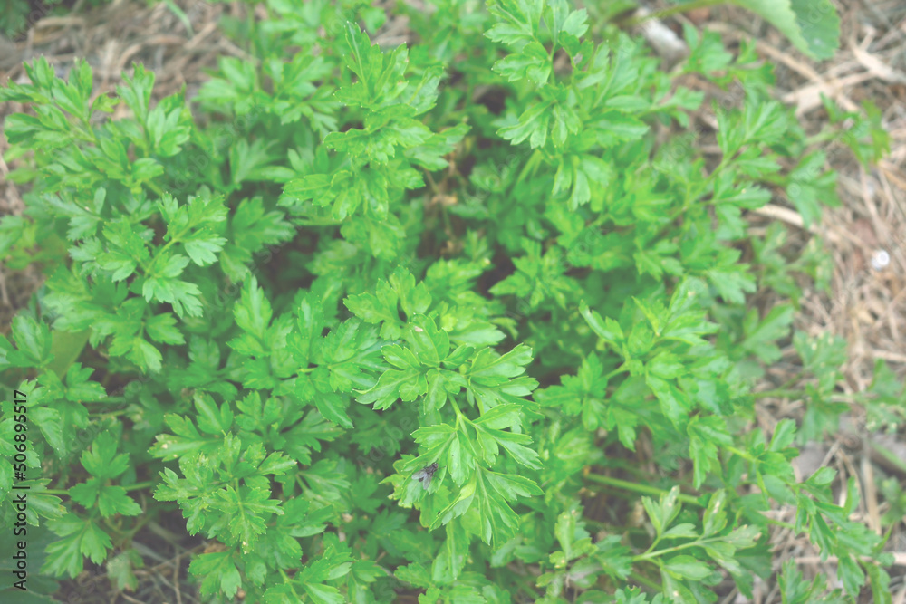 blurred photo with green parsley leaves as texture for background blurred photo with green parsley leaves as texture for background