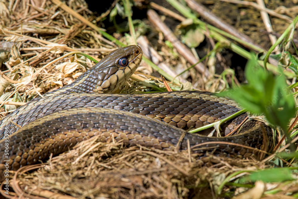 I believe this is a common garter snake that is in our garden in Windsor in Upstate NY. Snake in the Dry Grass. I believe this is a common garter snake that is in our garden in Windsor in Upstate NY. Snake in the Dry Grass.