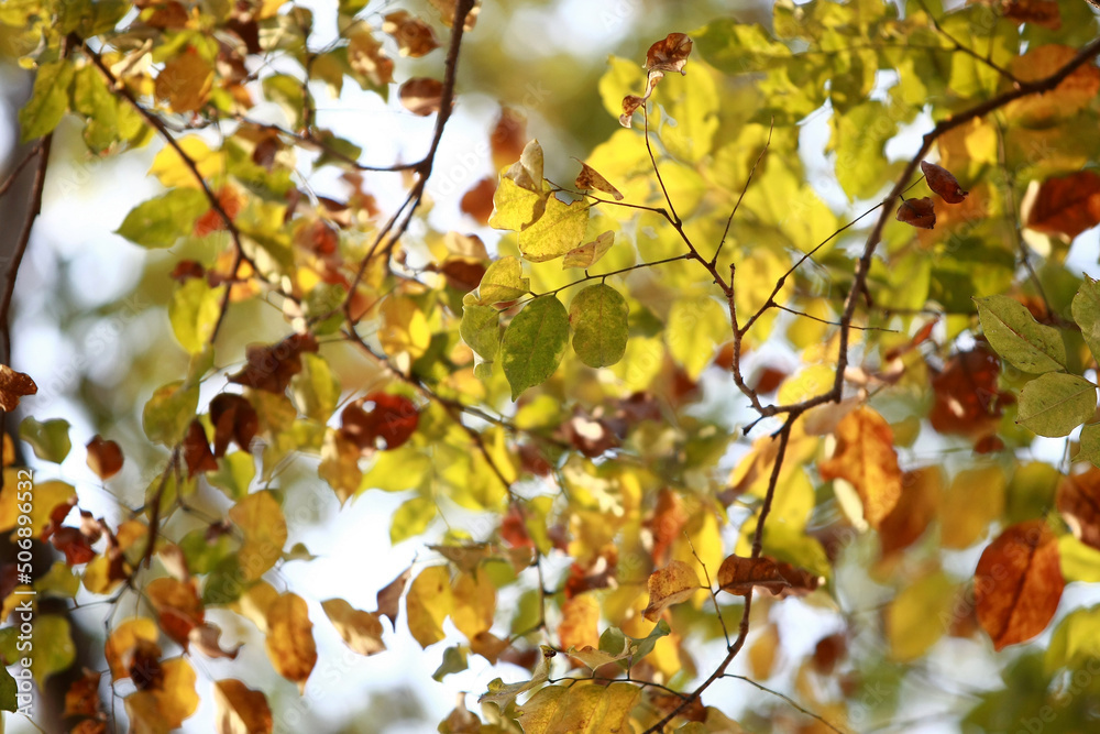 Leaves Tropical forest trees texture background wallpaper