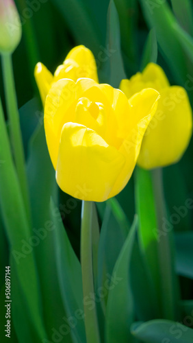 yellow tulips on a sunny day in the park 