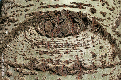 Tree bark