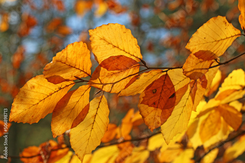 Beech leaves on a tree in autumn