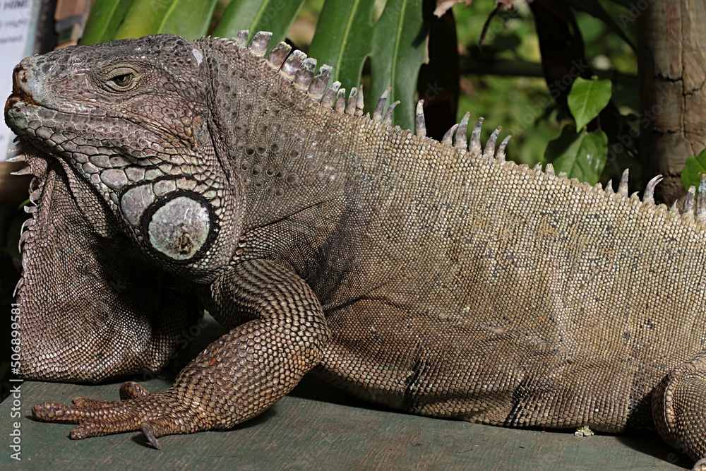 Obraz premium Close-up of an Iguana lizard