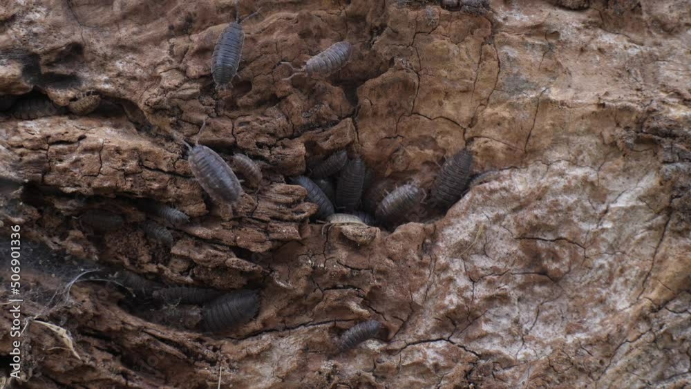 woodlice on the wooden trunk woodlice on the wooden trunk