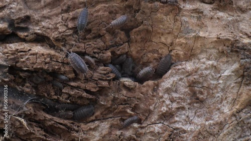 woodlice on the wooden trunk