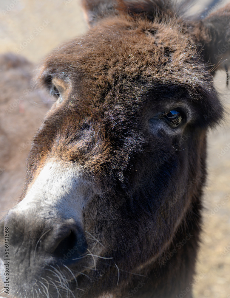 Fototapeta premium Portrait of a donkey at close range