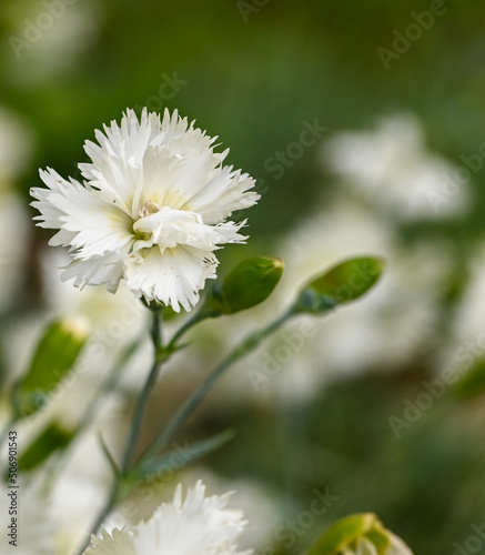 Bild auf Leinwand Close-up of dianthus plumarius, Belgium