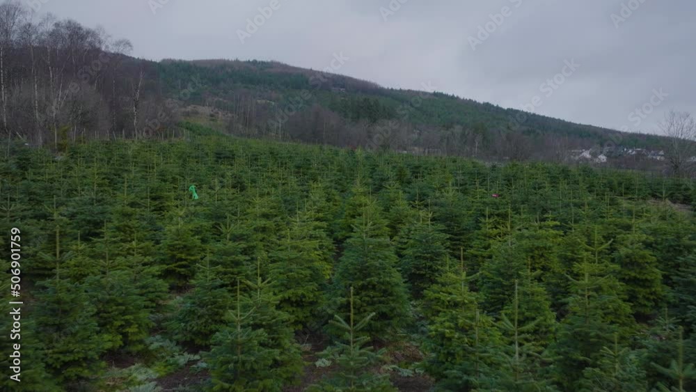 Plantation Of Christmas Trees Planted In Rows With Cloudy Gray Sky Background. - Drone Sot Plantation Of Christmas Trees Planted In Rows With Cloudy Gray Sky Background. - Drone Sot