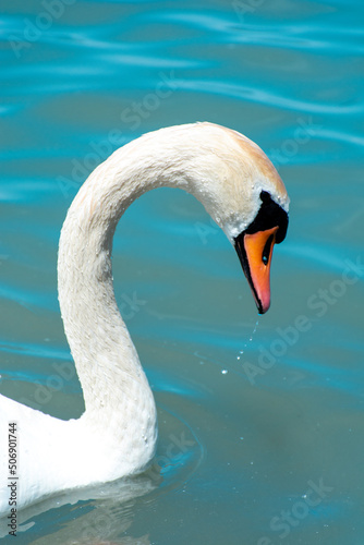 Falling drops of water from the head of a swan against the background of turquoise water © ArturSniezhyn