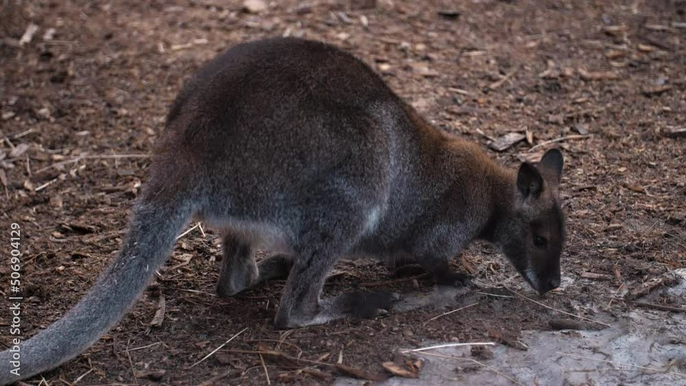 Tiny growing Wallaby looking for prey to feast on Tiny growing Wallaby looking for prey to feast on