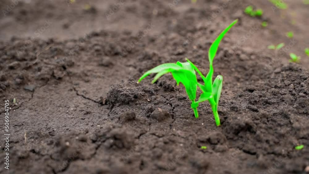 Young sprouts of sugar corn close-up in the ground. Parallax around growing corn close-up in a garden bed