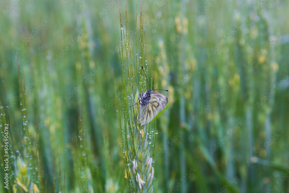 Black-veined white, aporia crataegi butterfly sitting on wet corn. Spring animal background Black-veined white, aporia crataegi butterfly sitting on wet corn. Spring animal background