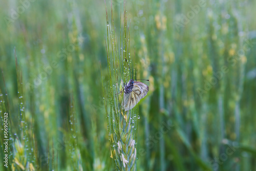 Photography Black-veined white, aporia crataegi butterfly sitting on wet corn