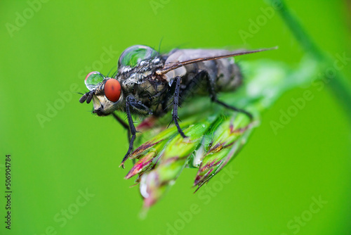 Fly insect with water drops from dew sitting on grass stem. Macro animal photo
