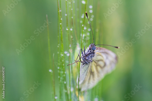 Photos Black-veined white, aporia crataegi butterfly sitting on wet corn