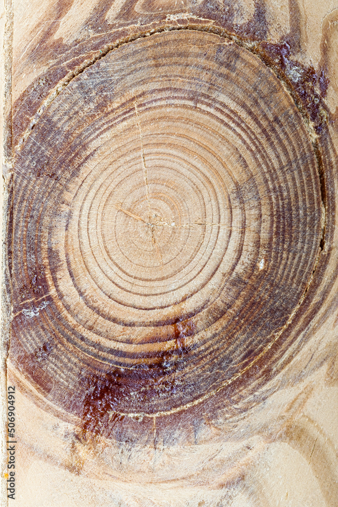 Fototapeta premium Knot on the board