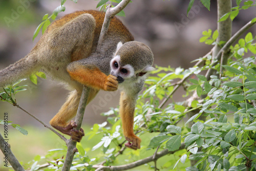 squirrel monkey in a zoo in france © frdric
