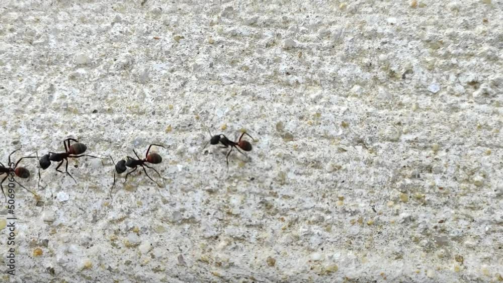 black ants moving on the ground black ants moving on the ground