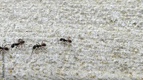 black ants moving on the ground photo